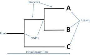 <p>Root: most recent common ancestor</p><p>Branch: passing of generational time</p><p>Nodes: on individual splits into two based off of genetic difference</p>