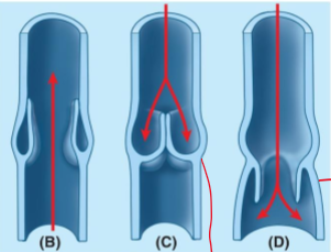 <p>Briefly explain this image by explaining (B), (C), and (D)</p>