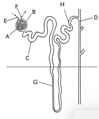 <p>Identify the structures of a nephron labelled in the diagram</p>