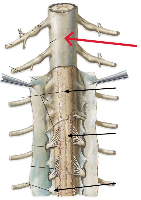 <p>Which layer of the spinal cord is:</p><ul><li><p>Outer layer of spinal cord</p></li><li><p>Tough and fibrous</p></li></ul><p></p>