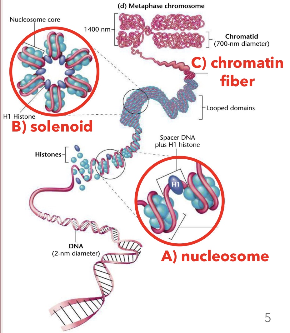 <p>Looped domains formed by the coiling and stacking of solenoid fibers</p>