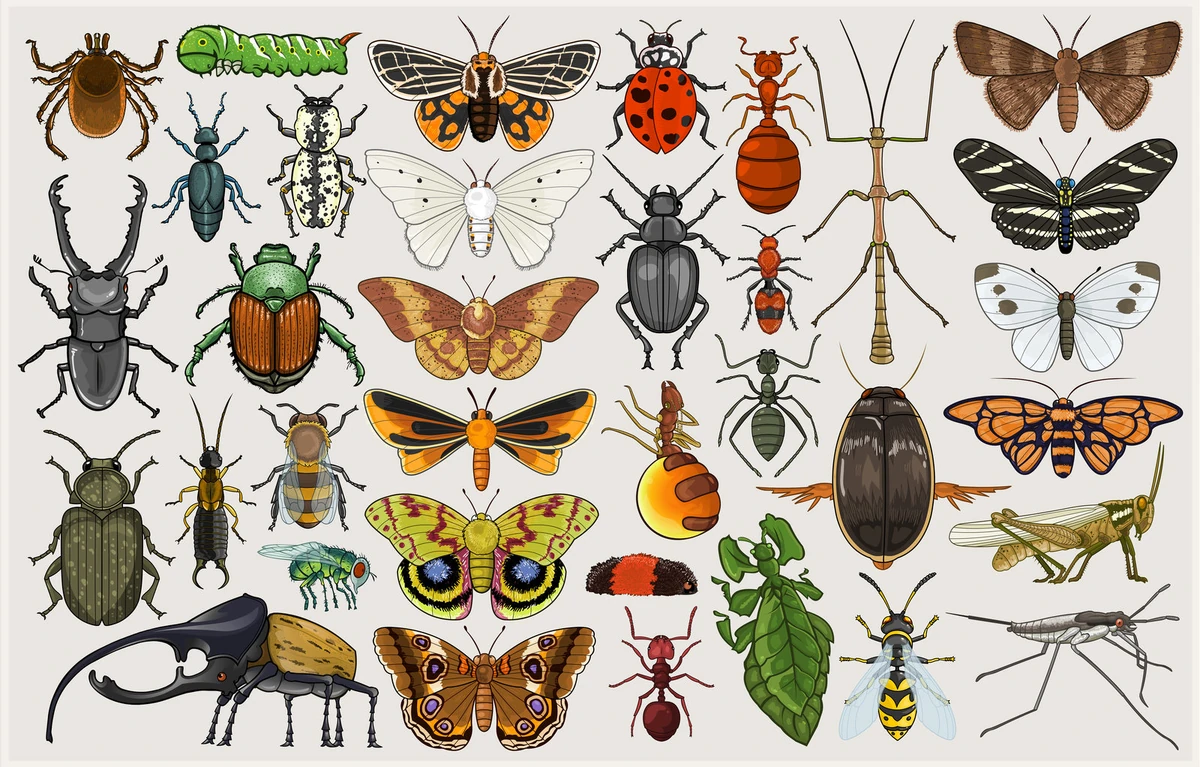<p><strong>Flies</strong></p><p><strong>Mosquitoes</strong></p><p><strong>Lice</strong></p><p><strong>Fleas</strong></p><p><strong>Bugs </strong></p><p><strong>Stinging Insects </strong></p>