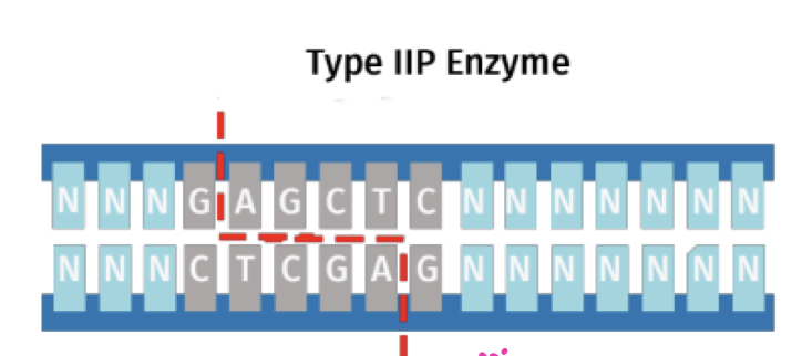 Restriction Endonuclease (Type IIP) 