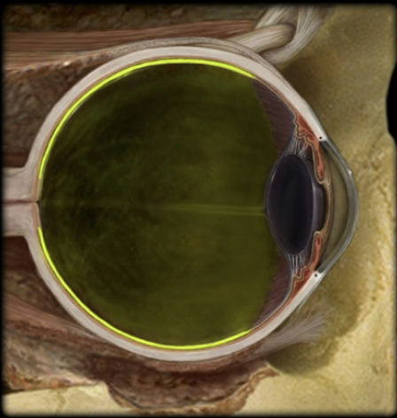 <p>name the part and layer of the eye</p>
