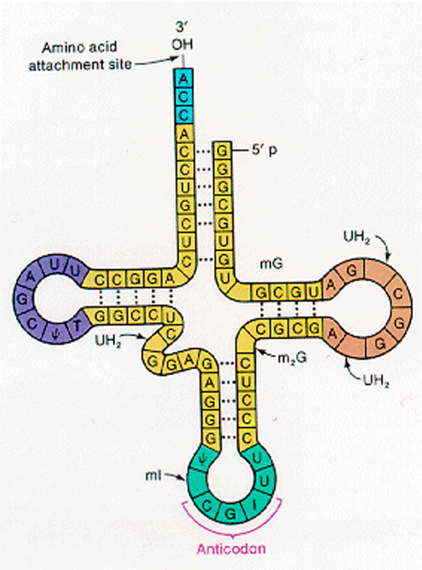 <p><span>Small molecule of RNA (70-90 nucleotides).</span></p><p><span>Folded ‘clover-leaf’ structure</span></p>