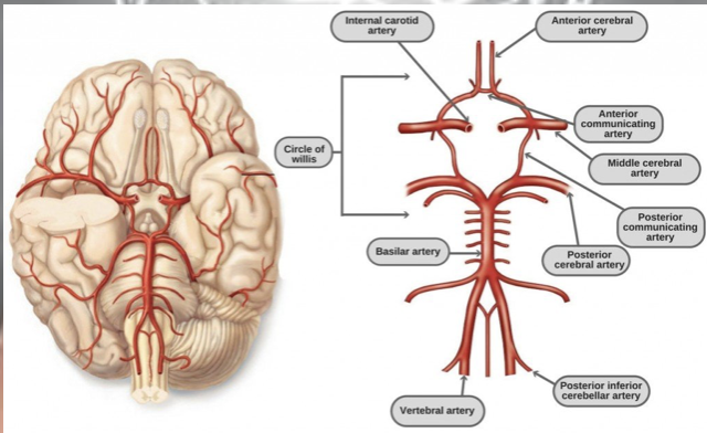 <p>feeds the brain oxygen through:</p><ul><li><p>anterior cerebral artery </p></li><li><p>middle cerebral artery </p></li><li><p>posterior cerebral artery </p></li></ul><p></p>