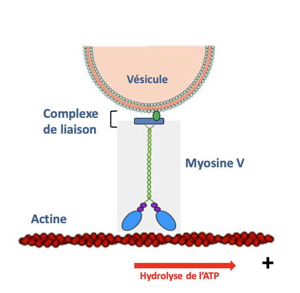 <ul><li><p><strong>Rôle principal</strong> : transport de <strong>vésicules et organites</strong> le long de microfilaments</p></li></ul><ul><li><p><strong>Structure :</strong></p><ul><li><p><strong>Tête globulaire</strong> : domaine moteur → hydrolyse ATP et liaison à l’actine</p></li><li><p><strong>Tige</strong> : structure allongée qui supporte le mouvement</p></li><li><p><strong>Queue / domaine de liaison à la cargaison</strong> : permet l’attachement des <strong>vésicules ou complexes protéiques</strong></p></li><li><p>Fonctionne souvent <strong>en dimères</strong> → pas-à-pas vers l’extrémité +</p></li></ul></li></ul><p></p>