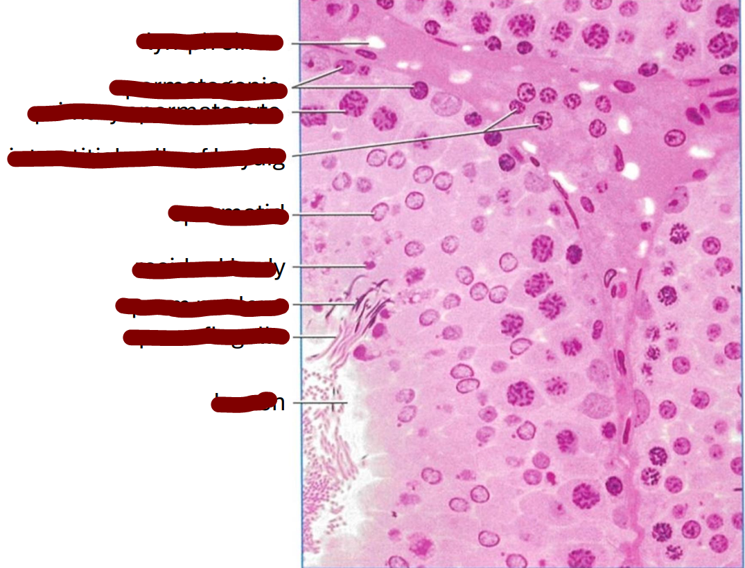 <p>transverse section of a rat seminiferous tubule </p>