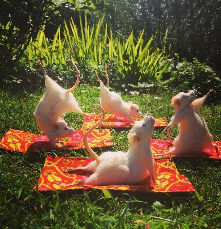 <p>mice</p>