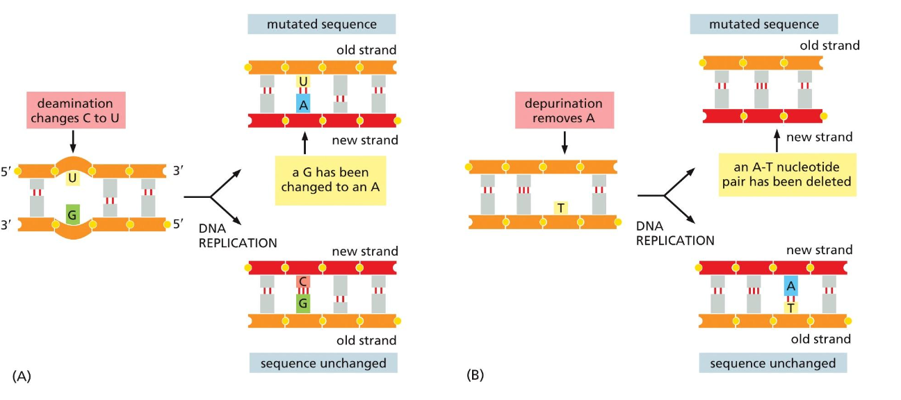 <ul><li><p>if the deamination does not get fixed, it creates a permanent mutation</p></li></ul><p></p>