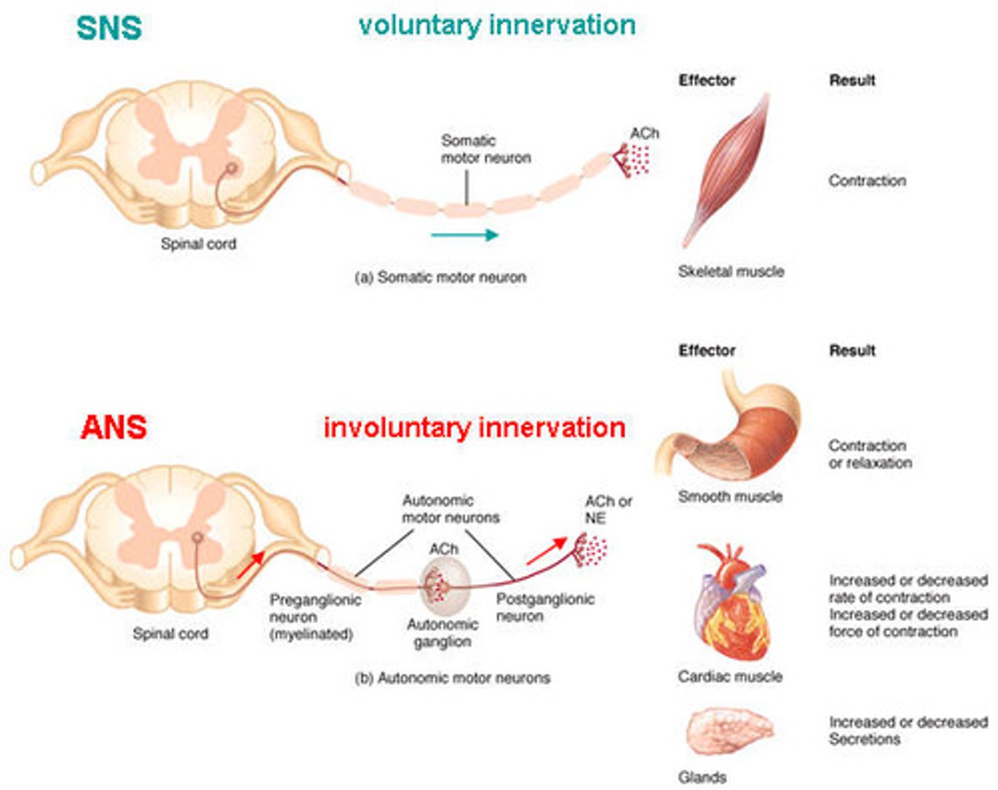 <p>Controls perception and experience of the world, directs voluntary movement, serves as the seat of consciousness, personality, learning, and memory, and regulates aspects of homeostasis.</p>
