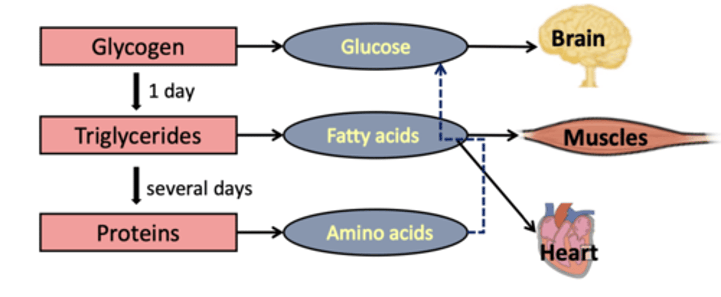 <p>Order of nutrient use: glycogen broken down to glucose, lipids broken down tot glycerol &amp; fatty acids (oxidized for energy), eventually before lipid stores run out protein breakdown occurs.</p>
