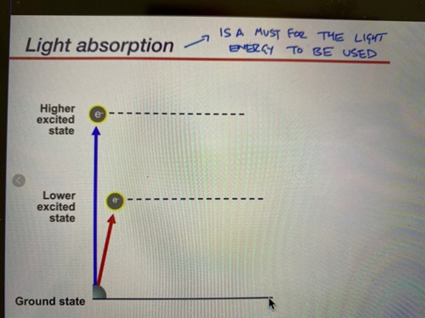 <p>-Chlorophyll can absorb both red (lower excited state) and blue (higher excited state) wavelengths</p><p>-(remember that retinal only absorbs blue)</p><p>-blue light has more energy, so it excites the electron to a higher state: this state decays shortly as heat because it is very unstable</p><p>-red light has relatively less energy: more stable, an electron excited by a red wavelength will go down during the electron transport chain</p><p>-for light absorption to occur, the light hitting the photoreceptor must have the exact amount of energy to excite the electrons to a certain level</p>