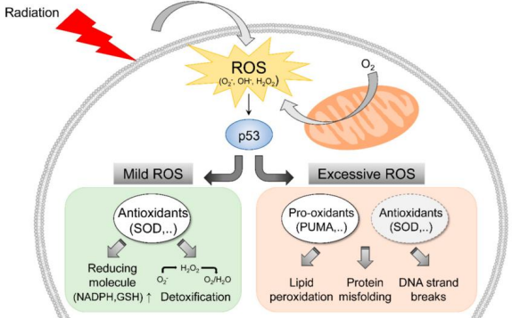 <p>• Metabolic pathways generate dangerous intermediates known as <strong>reactive oxygen species (ROS)</strong></p><p> • If not removed, ROS will go on to cause cellular damage including damaging DNA </p><p>• p53 promotes the expression of <strong>antioxidant</strong> genes that scavenge ROS</p>