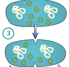 <ul><li><p><strong>Cytoplasm</strong> begins to <strong>divide</strong> (and <strong>new cell walls</strong> begin to form)</p></li></ul><p></p>