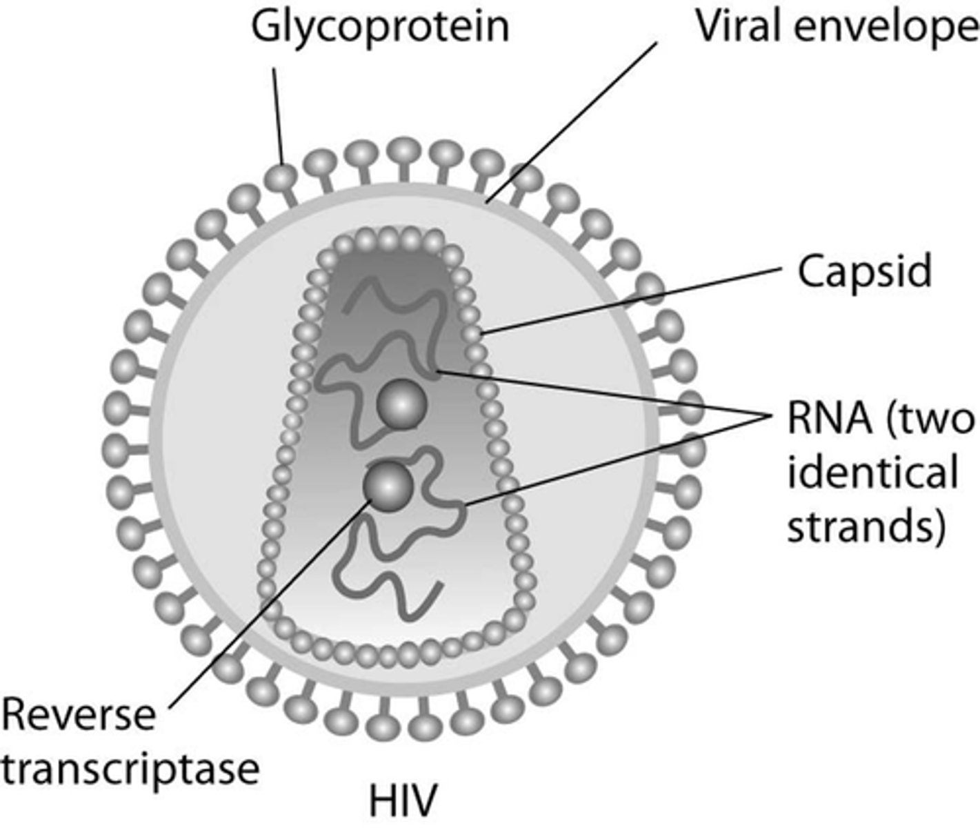 <p>enveloped viruses have an outer lipid envelope surrounding the protein coat</p><p>comes from host cell</p><p>have protein spikes sticking out that bind to the host cell</p>