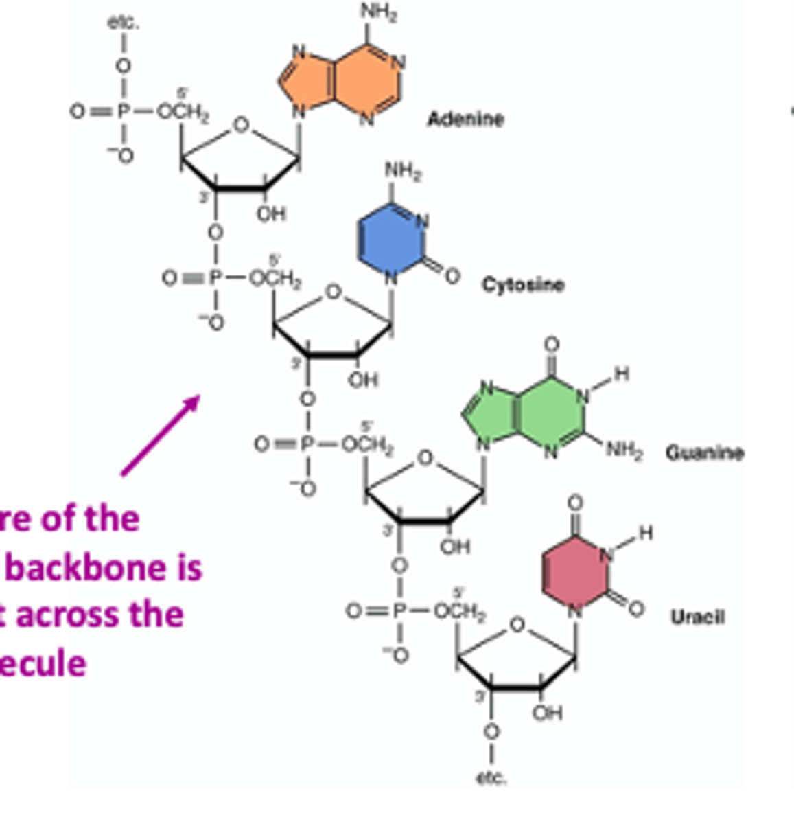 <p>Always replace T with U in your RNAs</p>