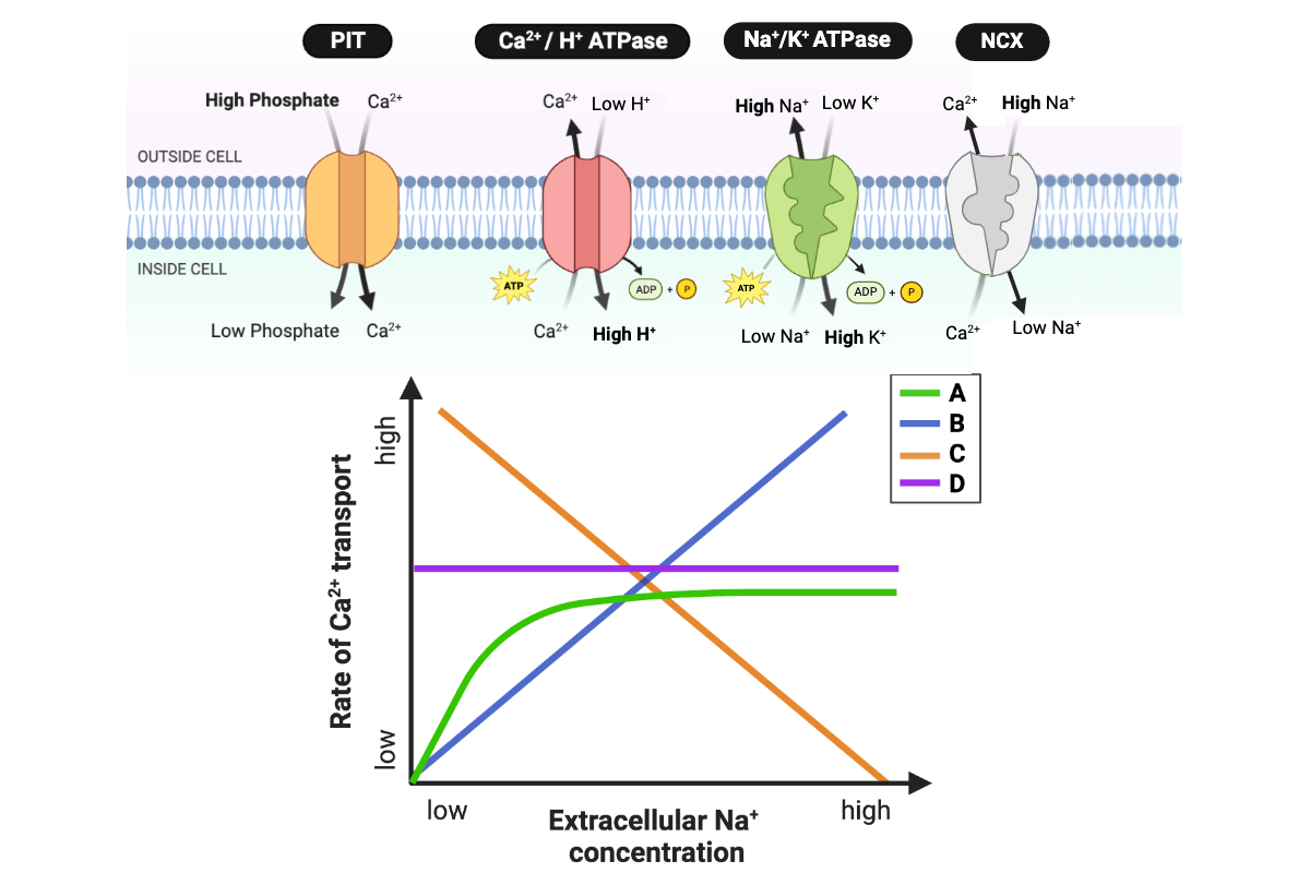 <p>Which line accurately describes the relationship for the transport system of an <em>E. coli </em>cell?&nbsp;</p><ul><li><p><span>a.&nbsp;Line A</span></p></li><li><p><span>b.&nbsp;Line B</span></p></li><li><p><span>c.&nbsp;Line C</span></p></li><li><p><span>d.&nbsp;Line D</span></p></li></ul><p></p>