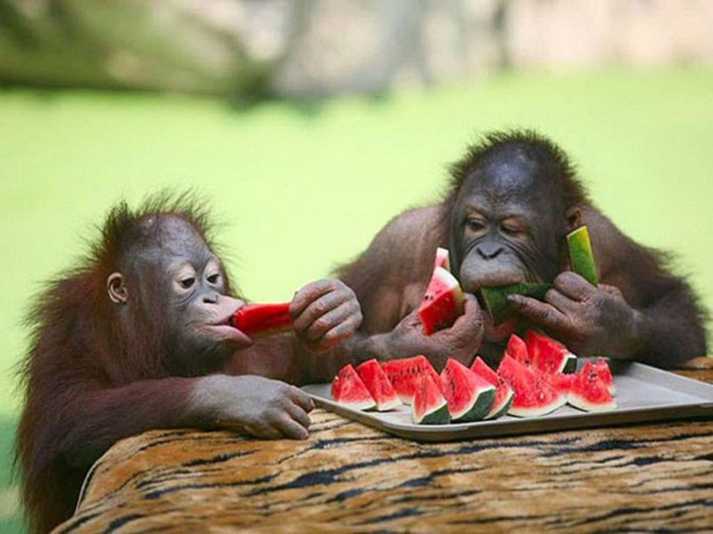 the process by which organisms, typically animals, obtain food