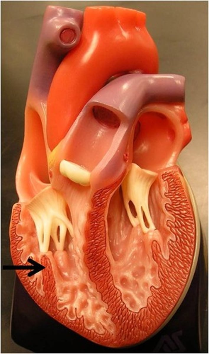 <p>attaches to chordae tendinae</p>