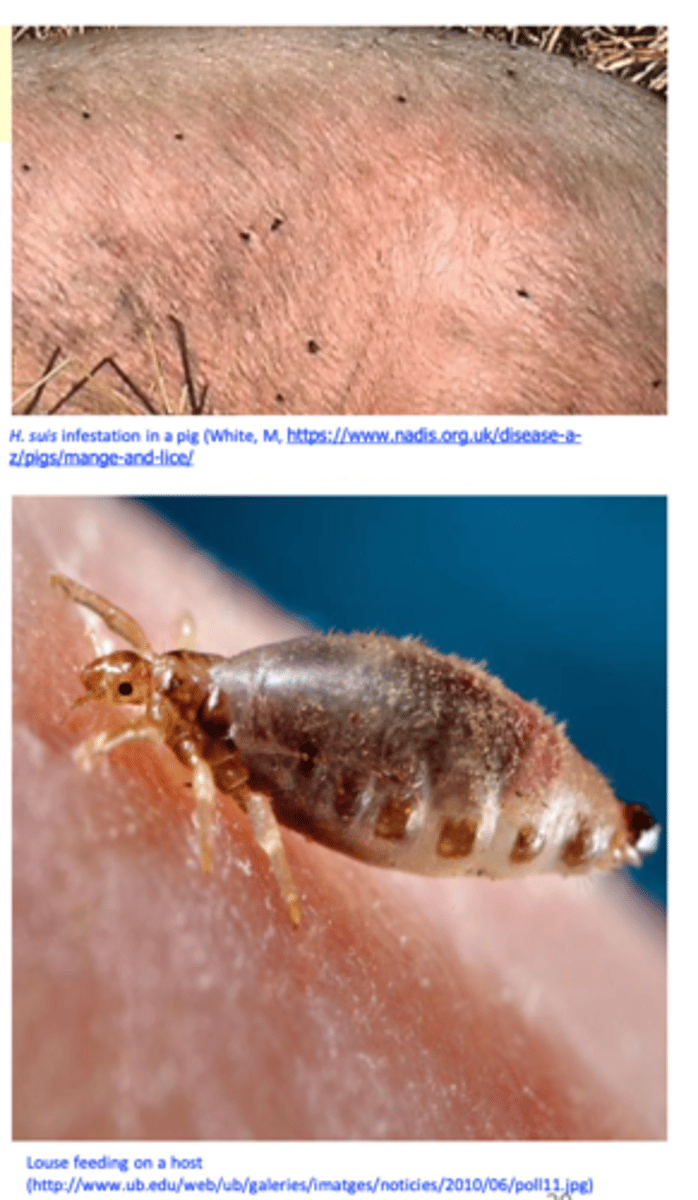 <p>Feed on blood (all stages) -&gt; anemia &amp; reduced growth rate in young pigs;</p><p>H. suis may cause irritation -&gt; pruritus, -&gt; scratch -&gt; loss of hair, crusts, excoriation, anorexia, and decreased weight gains.</p>