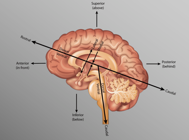 <p>“hinged” horizontal to vertical at brainstem</p>