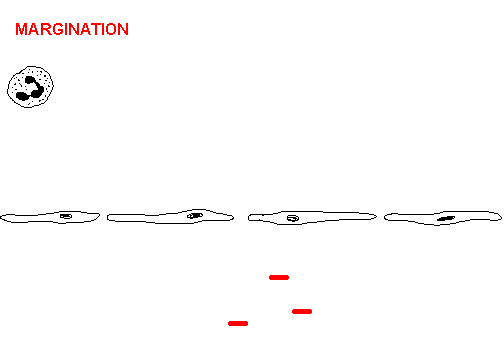 <ol><li><p>What does the image show?</p></li><li><p>What are the mediators of this process?</p></li></ol>