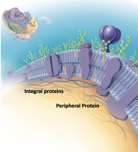 <ol><li><p>Integral proteins</p><ul><li><p>embedded in the plasma membrane</p></li><li><p>proteins that span the entire width of the membrane have a name: <strong>Transmembrane proteins</strong></p></li><li><p>Functions:</p><ul><li><p>Transport, carriers, enzymes, receptors, cell-cell recognition, etc</p></li></ul></li></ul></li><li><p>Peripheral proteins</p><ul><li><p>loosely attached to integral protein</p></li><li><p>are not found ‘in’ the lipid bilayer</p></li><li><p>Functions:</p><ul><li><p>Enzymes, motor proteins, cell-cell attachment</p></li></ul></li></ul></li></ol><p></p>