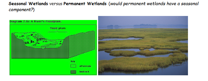 <p>What is the difference between seasonal and permanent wetlands?</p>