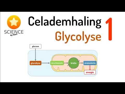 <p><strong>geoxideerd</strong> (staat elektronen af) en zuurstof <strong>gereduceerd</strong> (neemt elektronen op).</p>