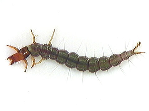 <ul><li><p>Up to 1 ½ inch in length</p></li><li><p>Antennae reduced and inconspicuous</p></li><li><p>Curls up slightly (not as tightly as the common net-spinning caddisfly)</p></li><li><p>Well defined segments</p></li><li><p>Do not build a case and instead moves throughout their environment</p></li><li><p><strong>Three pairs of legs</strong></p></li><li><p><strong>Two claws at posterior end</strong></p></li></ul>