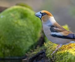 <p>shape of a cone</p><p>cardinals</p><p>grosbeaks</p><p>redpoll </p>