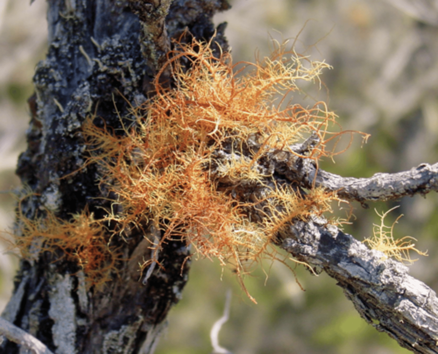 <p>upright growing lichen</p>