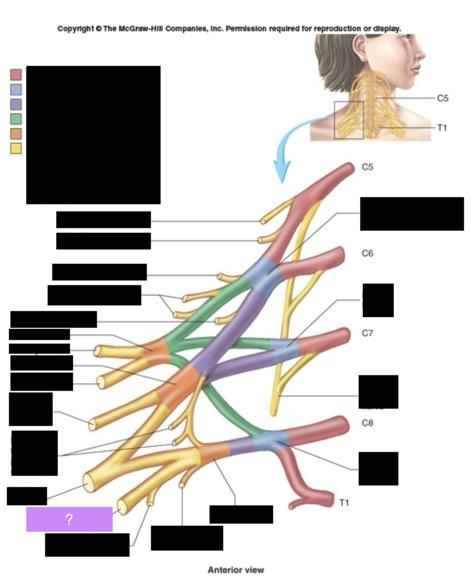 <p>Forearm and hand muscles, medial portion of palm and fingers. Helps with grip.</p>