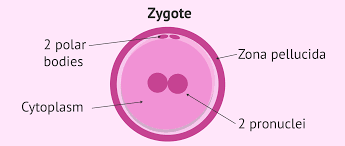zygote

