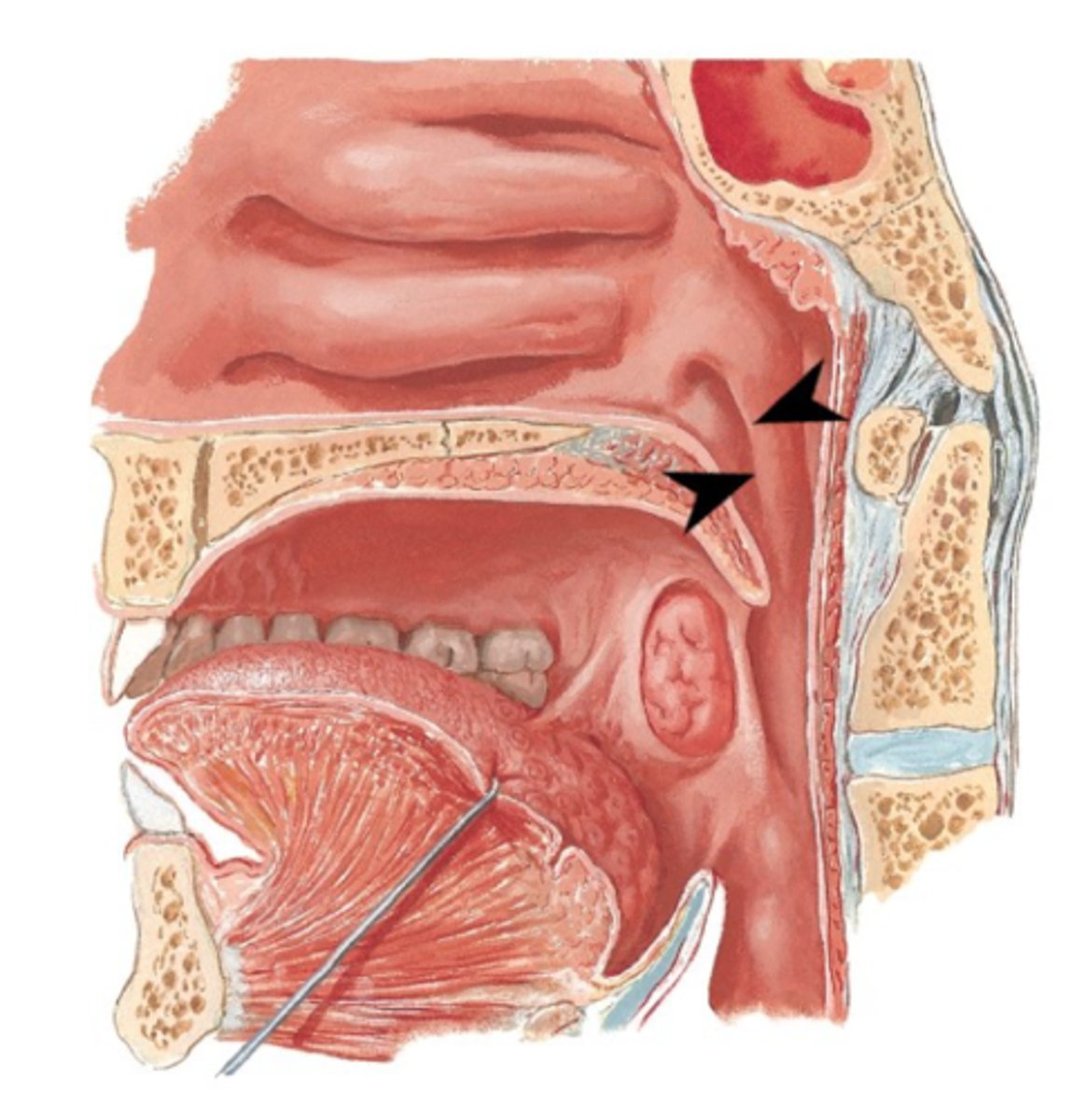<p>What is this structure?</p>