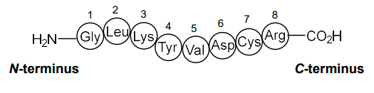 <ul><li><p>N-terminus - the free amino group on the end of the polypeptide.</p></li><li><p>C-terminus - the free carboxylic acid at the other end of the polypeptide</p></li></ul>