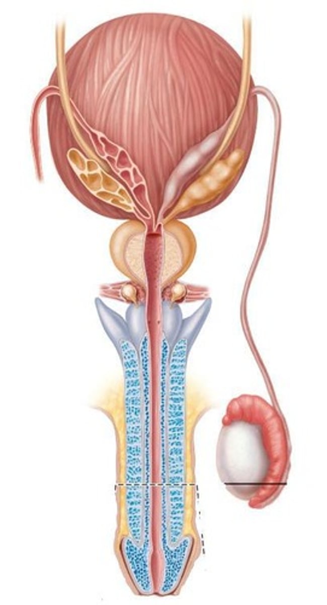 <p>Sex ducts (Epididymis, Vas Deferens, Ejaculatory Ducts, Urethra) and Accessory Sex Glands (Seminal Vesicles, Prostate, Bulbourethral Glands).</p>