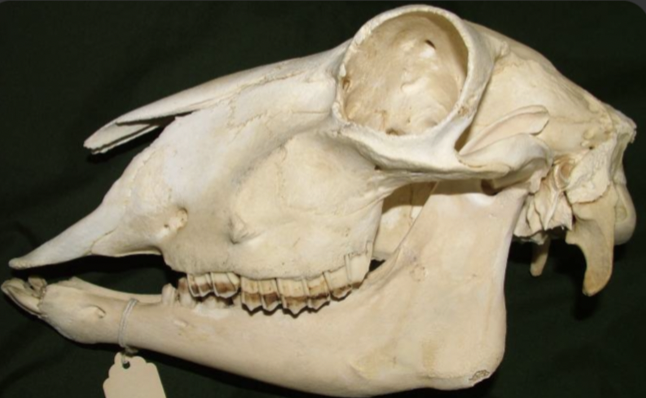 <p>Identify the species this skull belongs to</p>