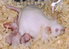 <p>MICE (Mus musculus)</p><p>Strain</p><p>Colour</p><p>Characteristics</p>