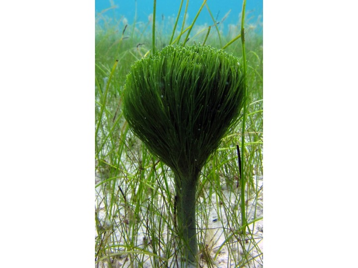 <p>To which Domain does this specimen belong?</p><p>Archea</p><p>Eukarya</p><p>Eubacteria</p>