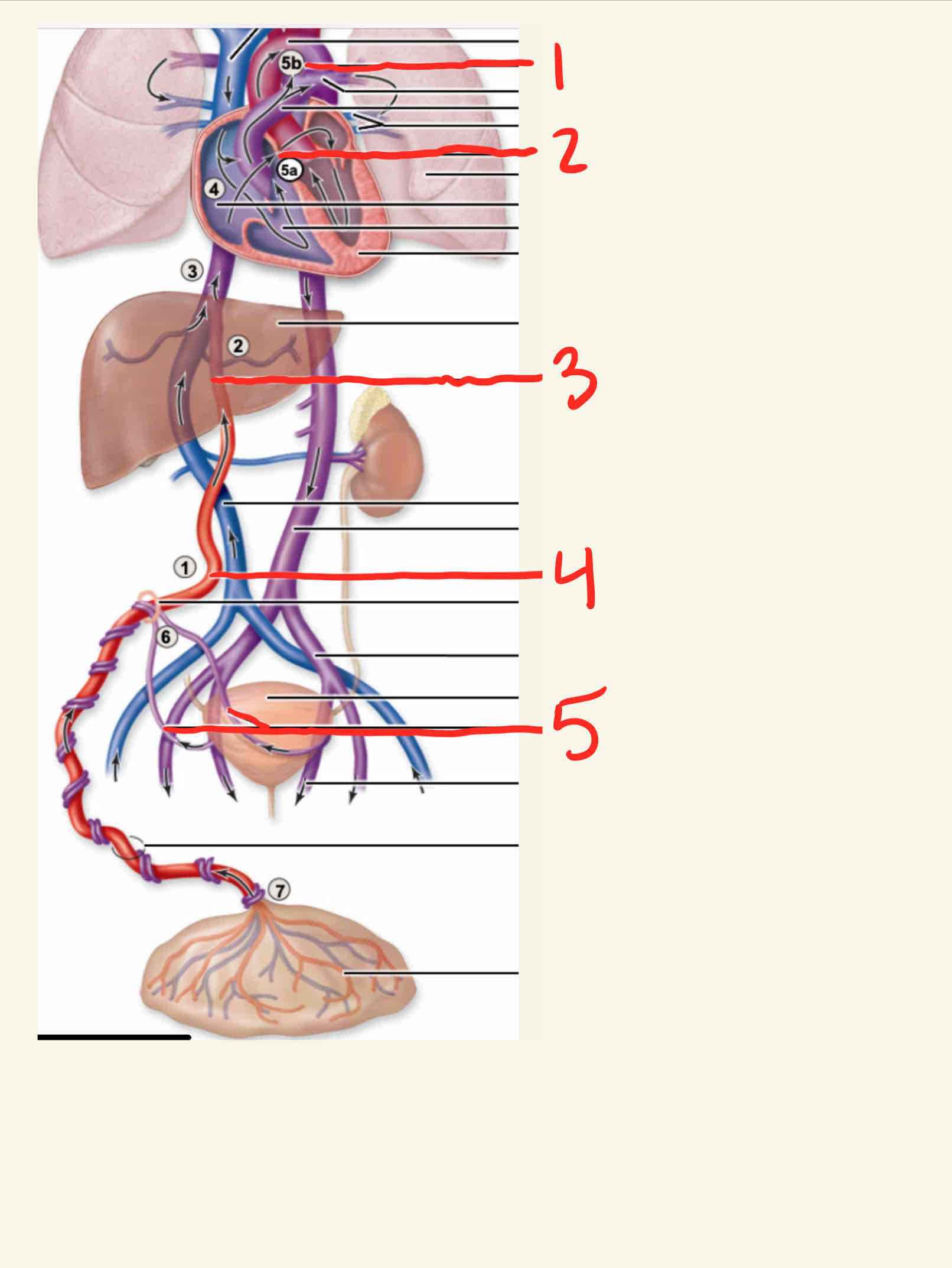 <p>What is the structure labeled 4</p>