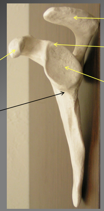 <p>What are the comonents of the lateral view of teh scapula </p>