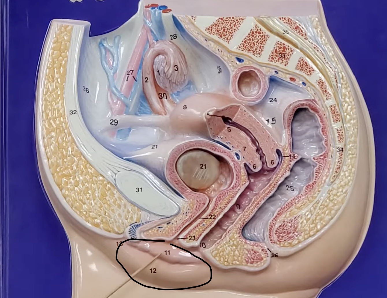 <p>the structures (12,11) are known as what?</p>