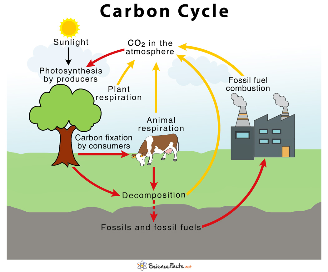 <ul><li><p>The carbon cycle is the movement of carbon through the atmosphere, biosphere, hydrosphere, and geosphere</p></li><li><p>Ensures carbon is available for life, stored in plants, animals, soils, oceans, and rocks</p></li></ul><p></p>