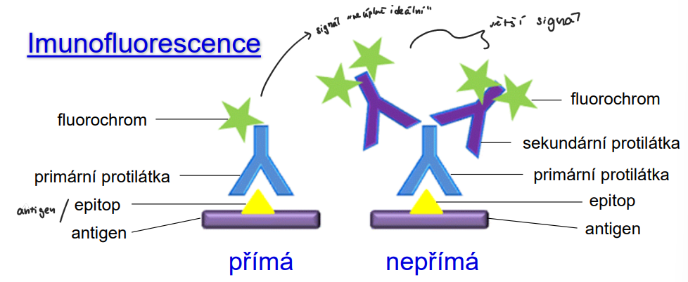 <p>Metoda využívající fluorescenčně značené protilátky k detekci specifických proteinů nebo antigenů v buňkách, umožňující vizualizaci jejich distribuce a lokalizace. </p>