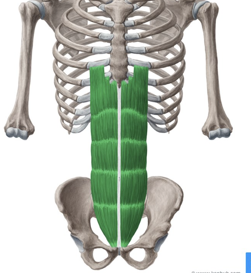 <p>origin : pubic crest and symphysis insertion : xiphoid process and costal cartilage of ribs 5-7</p>