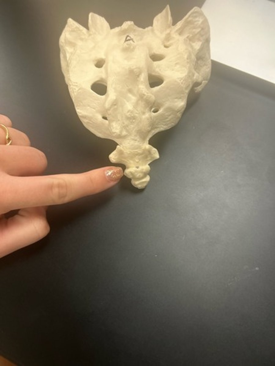 <p>name the bone</p>