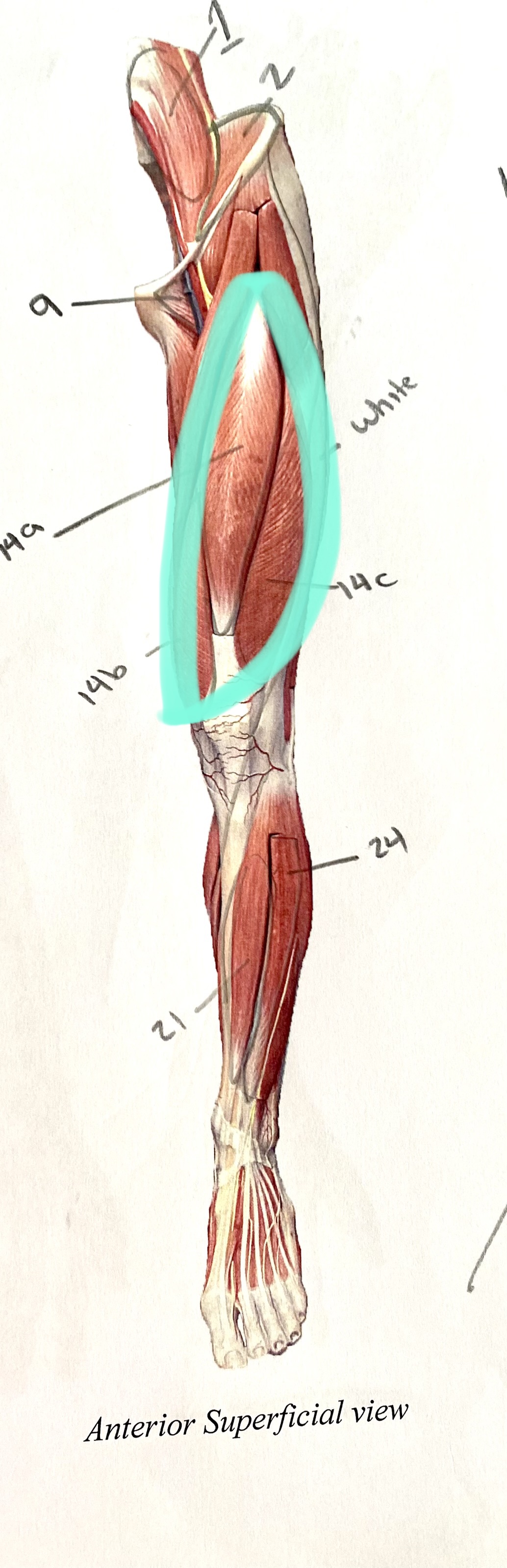 <p>4 muscles in front</p>