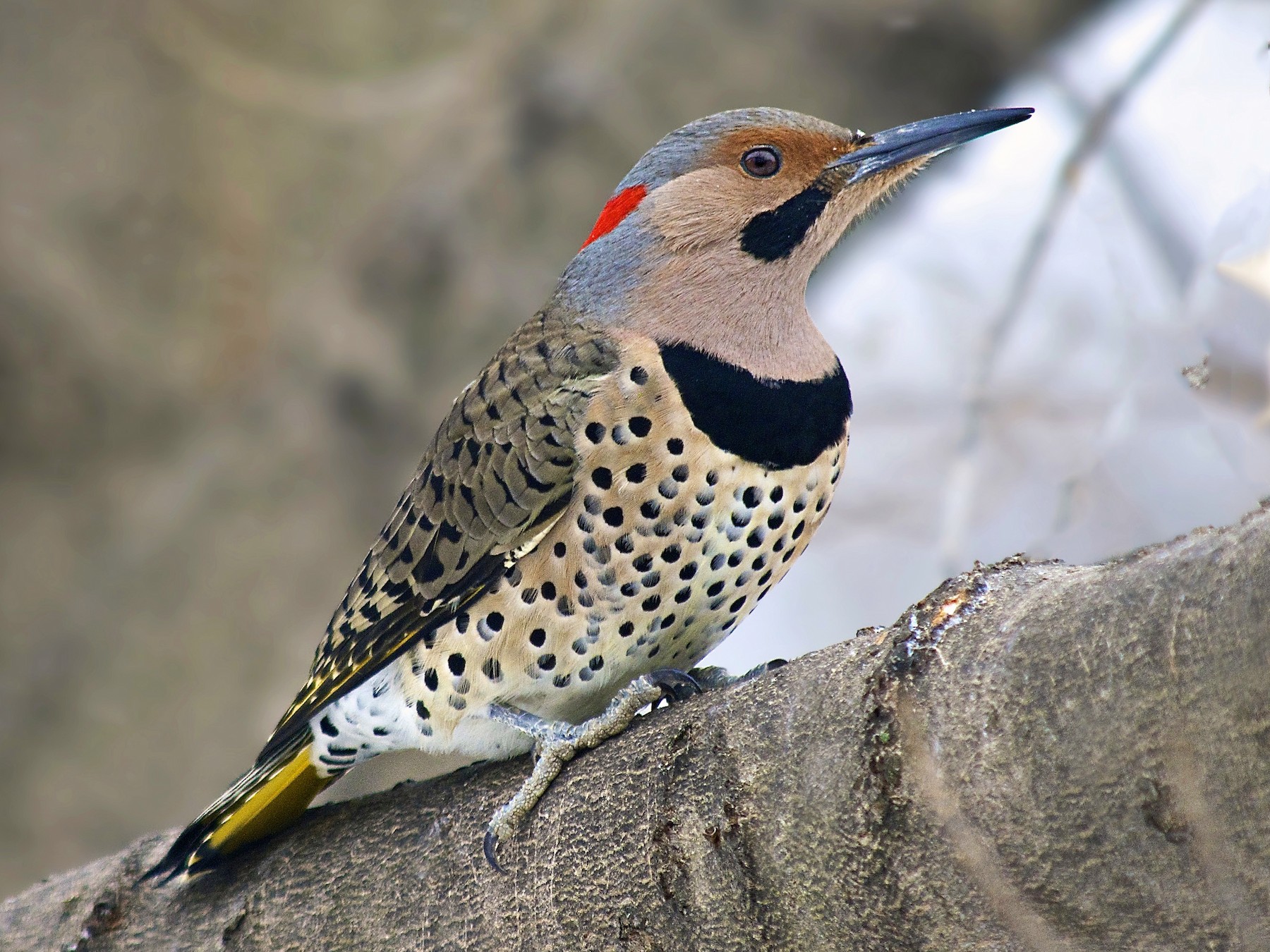 Piciformes - Picidae - Colaptes auratus